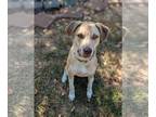 Labrador Retriever Mix DOG FOR ADOPTION RGADN-1088332 - Deacon - Labrador