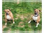 Boxer DOG FOR ADOPTION RGADN-1088373 - Luke & Lizzie - Boxer (short coat) Dog