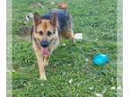 German Shepherd Dog-Siberian Husky Mix DOG FOR ADOPTION RGADN-1088741 - Senator