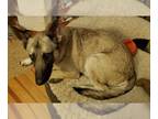 German Shepherd Dog-Norwegian Elkhound Mix DOG FOR ADOPTION RGADN-1089181 - Koda