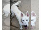 Bull Terrier-Huskies Mix DOG FOR ADOPTION RGADN-1089240 - Snow White ("Snowy") -