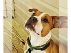 American Pit Bull Terrier Mix DOG FOR ADOPTION RGADN-1089279 - Brandy - American