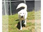 Great Pyrenees Mix DOG FOR ADOPTION RGADN-1089388 - Opal - Great Pyrenees /