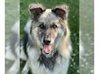 German Shepherd Dog Mix DOG FOR ADOPTION RGADN-1089501 - Roscoe - German