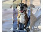 Boxer Mix DOG FOR ADOPTION RGADN-1089802 - Hanna B - Boxer / Mixed (short coat)