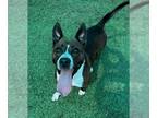 Boxer Mix DOG FOR ADOPTION RGADN-1090738 - Selena - Boxer / Mixed Dog For