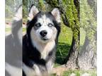 Huskies Mix DOG FOR ADOPTION RGADN-1091254 - Kino - Husky / Mixed (long coat)
