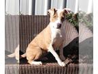 American Pit Bull Terrier Mix DOG FOR ADOPTION RGADN-1092187 - Madre - Pit Bull