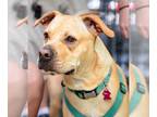 Chinese Shar-Pei-Labrador Retriever Mix DOG FOR ADOPTION RGADN-1093102 - Charles