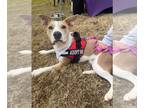 American Pit Bull Terrier Mix DOG FOR ADOPTION RGADN-1093111 - Sasha - Pit Bull