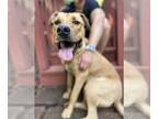 Golden Retriever Mix DOG FOR ADOPTION RGADN-1093183 - Bear - Terrier / Golden