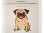 Pug DOG FOR ADOPTION RGADN-1093230 - Accepting pugs into foster care - Pug