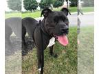 American Pit Bull Terrier Mix DOG FOR ADOPTION RGADN-1087455 - Harrison -
