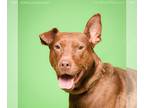 Doberman Pinscher-Labrador Retriever Mix DOG FOR ADOPTION RGADN-1087467 - TJ -