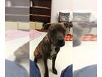 American Bandogge mastiff DOG FOR ADOPTION RGADN-1087521 - Mercedes - Pit Bull
