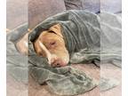 American Pit Bull Terrier Mix DOG FOR ADOPTION RGADN-1087821 - Oklahoma -