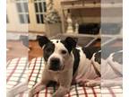 Boston Terrier Mix DOG FOR ADOPTION RGADN-1090113 - Betty - Terrier / Boston