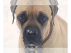 Mastiff DOG FOR ADOPTION RGADN-1087323 - FOSTERS NEEDED - Mastiff Dog For
