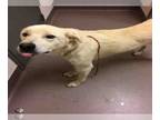 Labrador Retriever Mix DOG FOR ADOPTION RGADN-1087659 - A030521 - Labrador