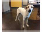 Great Pyrenees Mix DOG FOR ADOPTION RGADN-1087722 - A030596 - Great Pyrenees /