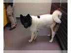 Akita DOG FOR ADOPTION RGADN-1087724 - F - Akita (medium coat) Dog For Adoption