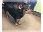 Miniature Pinscher Mix DOG FOR ADOPTION RGADN-1087730 - A030999 - Miniature