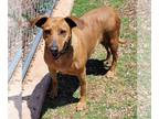 Redbone Coonhound-Rhodesian Ridgeback Mix DOG FOR ADOPTION RGADN-1088402 - Ruby