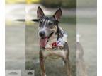 Bull Terrier Mix DOG FOR ADOPTION RGADN-1089562 - Anastasia - Bull Terrier /