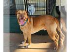 American Pit Bull Terrier-Dogue de Bordeaux Mix DOG FOR ADOPTION RGADN-1092721 -