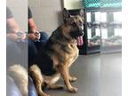 German Shepherd Dog DOG FOR ADOPTION RGADN-1088696 - Pauline - German Shepherd