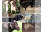 Labrador Retriever DOG FOR ADOPTION RGADN-1087325 - Foster Dog Blog - Labrador