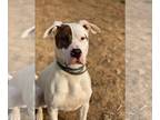 American Pit Bull Terrier-Huskies Mix DOG FOR ADOPTION RGADN-1087888 - Rex -