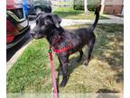Labrador Retriever Mix DOG FOR ADOPTION RGADN-1088384 - Shadow - Terrier /