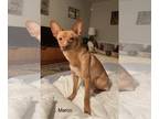 Feist Terrier-Shiba Inu Mix DOG FOR ADOPTION RGADN-1088566 - Marco - Feist /