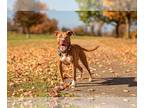 American Pit Bull Terrier DOG FOR ADOPTION RGADN-1088639 - Ireland - American
