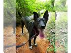 Shepradors DOG FOR ADOPTION RGADN-1089115 - Lacey - Labrador Retriever / German