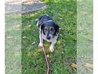 Bagle Hound DOG FOR ADOPTION RGADN-1089160 - Irene - Basset Hound / Beagle /