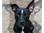 American Pit Bull Terrier Mix DOG FOR ADOPTION RGADN-1089246 - Happy-- LOWER FEE