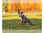 American Staffordshire Terrier DOG FOR ADOPTION RGADN-1089302 - Rocky *foster