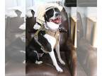 American Staffordshire Terrier Mix DOG FOR ADOPTION RGADN-1090514 - Julie -
