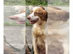 Brittany DOG FOR ADOPTION RGADN-1090908 - CA/Peter (LA) (BONDED WITH FRANCIS) -