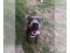 American Pit Bull Terrier Mix DOG FOR ADOPTION RGADN-1091151 - Lola - Pit Bull