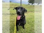 Labrador Retriever DOG FOR ADOPTION RGADN-1087531 - Average Joe - Labrador