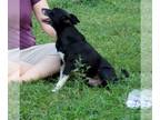 Rat Terrier DOG FOR ADOPTION RGADN-1087600 - Jack - Rat Terrier (short coat) Dog