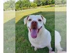 Labrador Retriever Mix DOG FOR ADOPTION RGADN-1087854 - Sylvia - Labrador