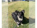 Australian Shepherd Mix DOG FOR ADOPTION RGADN-1088678 - Auban - A