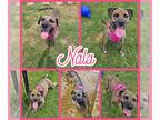 Mastador DOG FOR ADOPTION RGADN-1088949 - Nala - Mastiff / Labrador Retriever /