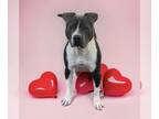 American Staffordshire Terrier DOG FOR ADOPTION RGADN-1089529 - Waylon -