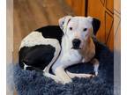 American Pit Bull Terrier Mix DOG FOR ADOPTION RGADN-1089544 - Knox - American