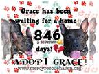 Huskies -Staffordshire Bull Terrier Mix DOG FOR ADOPTION RGADN-1089582 - Grace -